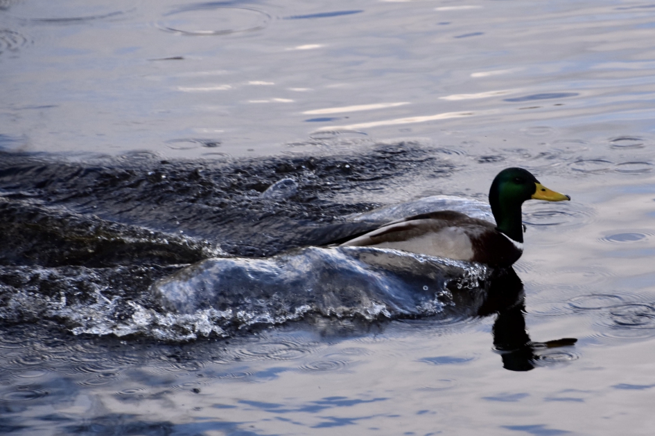 Ik heb haast - Vogels - 