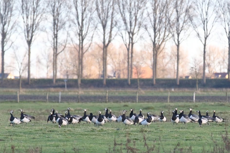 ik werd opgemerkt - Vogels - brandgans