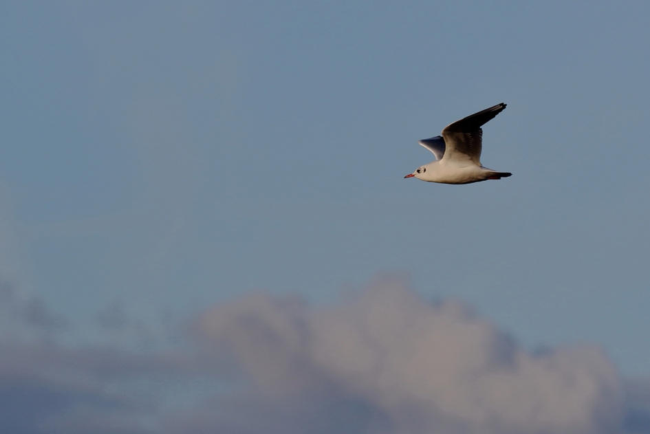 in de wolken - Vogels - kokmeeuw [winterkleed]