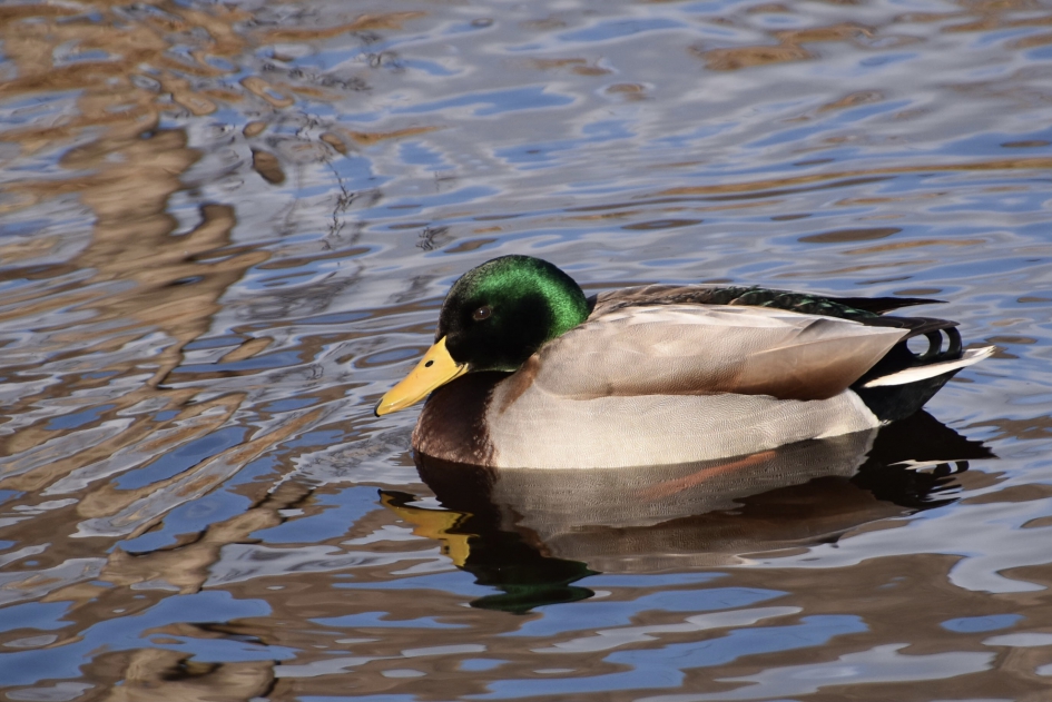 In elkaar gedoken... - Vogels - 