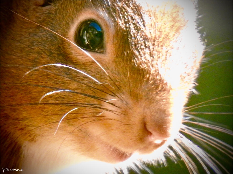 In het winterse zonnetje! - Zoogdieren - Eekhoorn