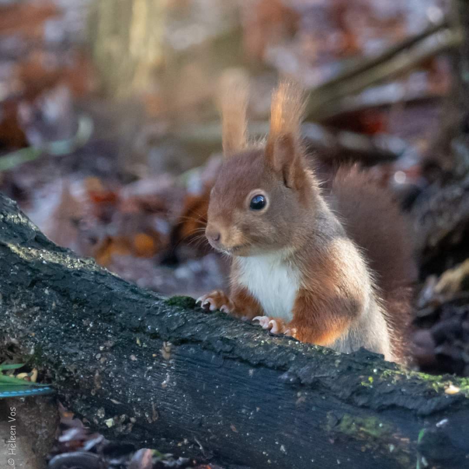 Is hier nog wat lekkers te krijgen? - Zoogdieren - Eekhoorn