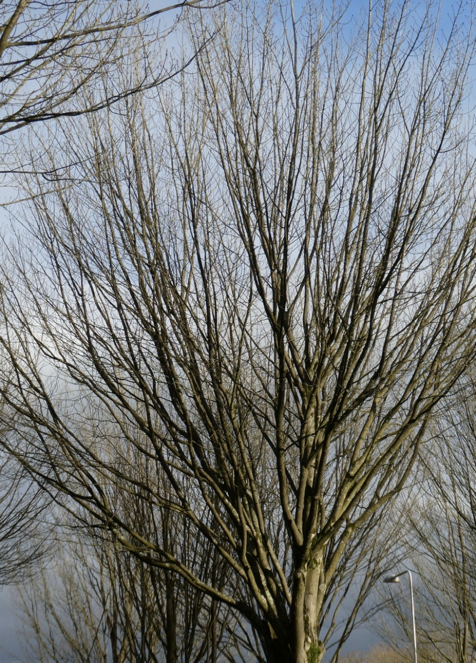 Kale esdoorn - Planten - 