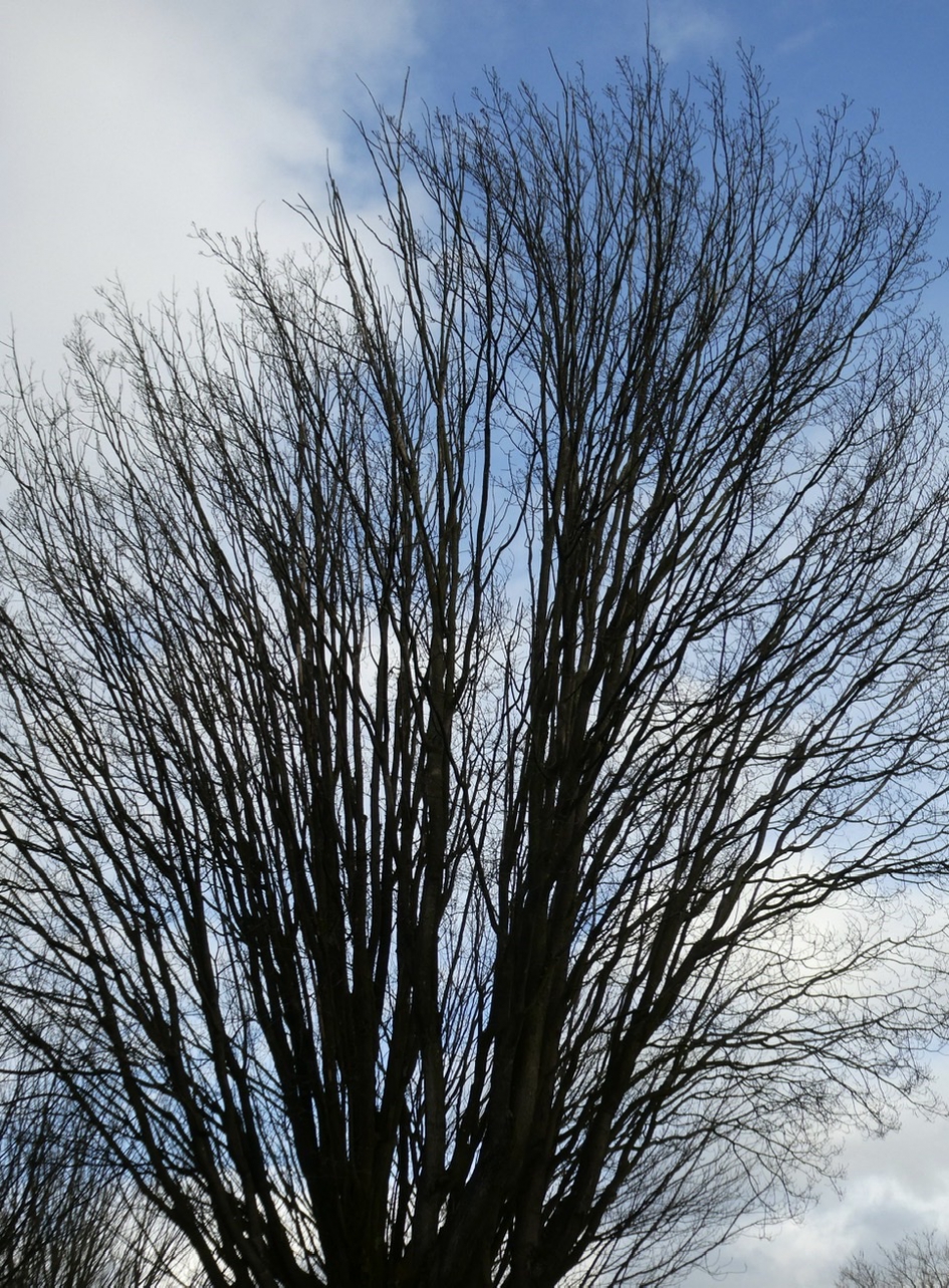 Kale Noorse esdoorn - Planten - 