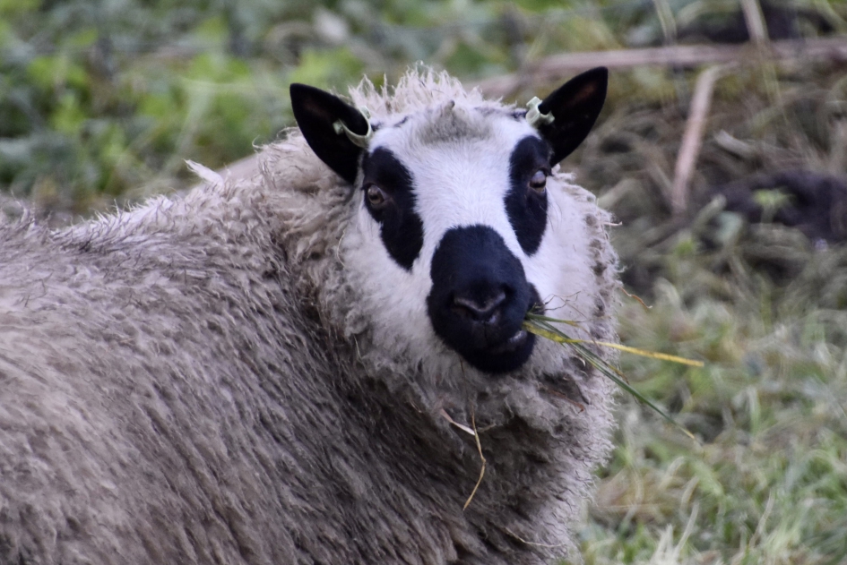Kerry Hill schaap - Zoogdieren - 