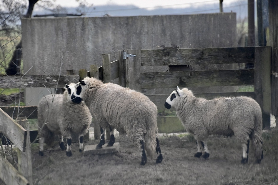 Kerry Hill schapen - Zoogdieren - 