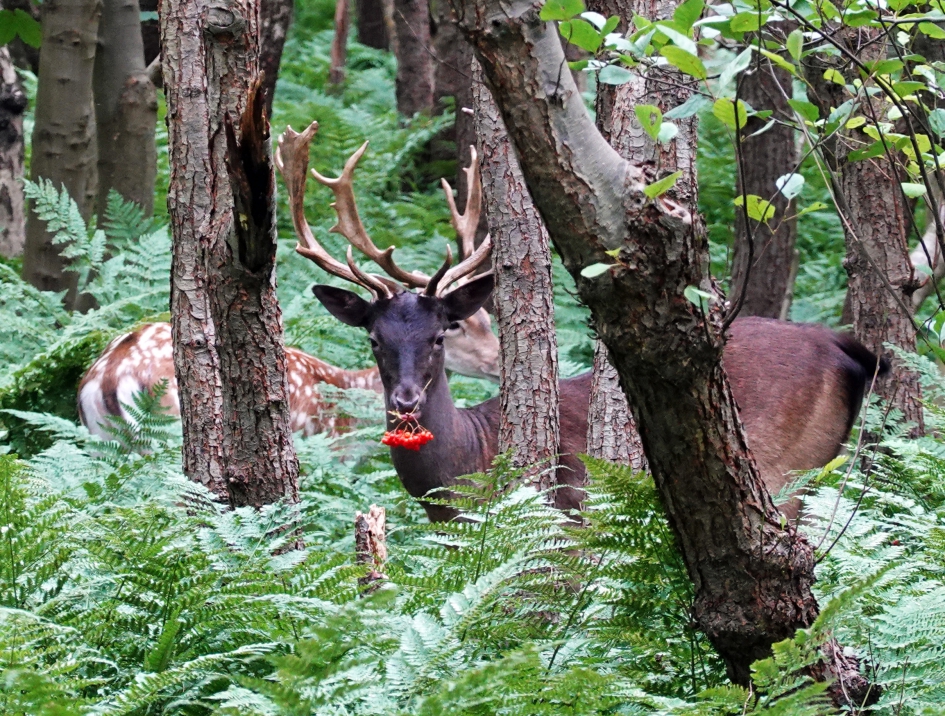 kerstsfeer - Zoogdieren - 