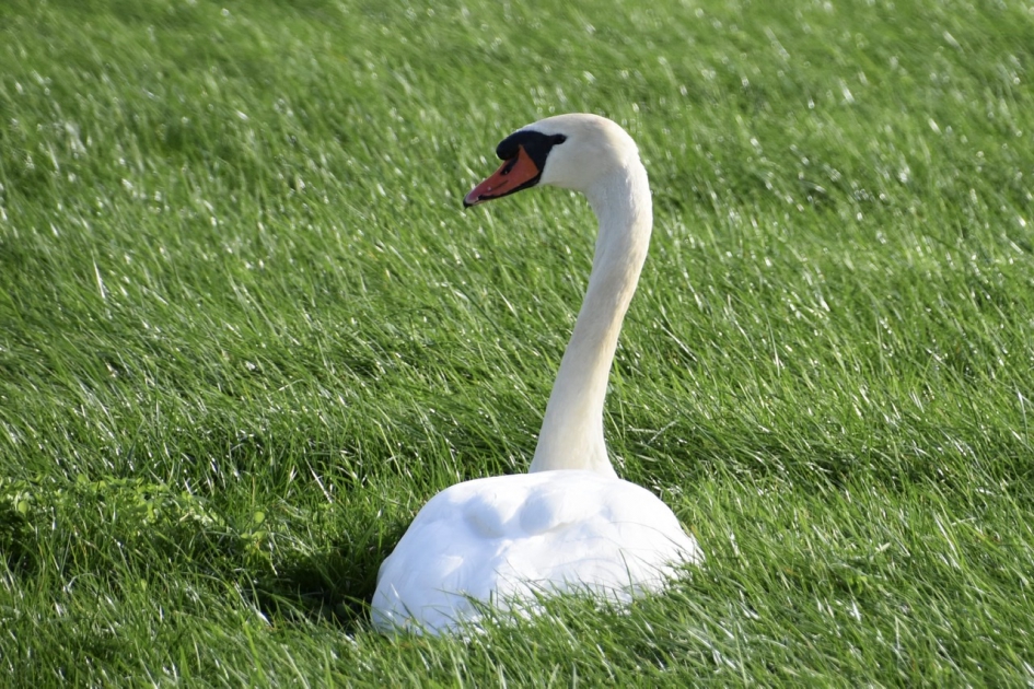 Knobbelzwaan - Vogels - 