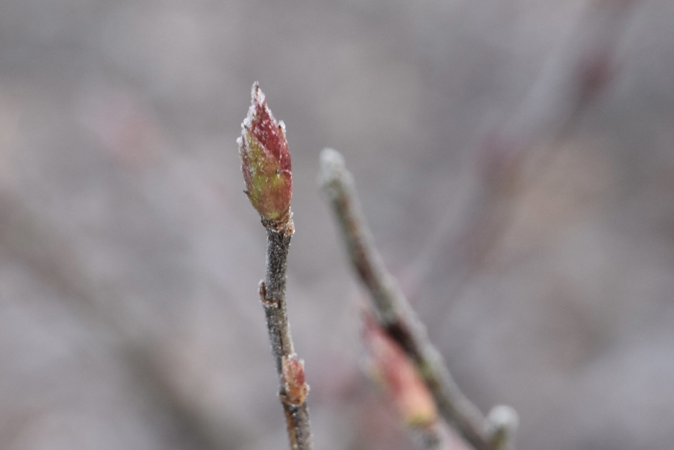 Knop van de ribes met een vorstrandje - Planten - 