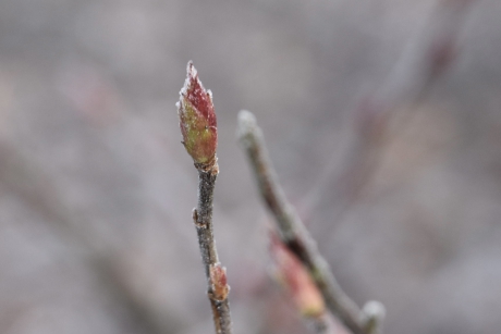 Knop van de ribes met een vorstrandje