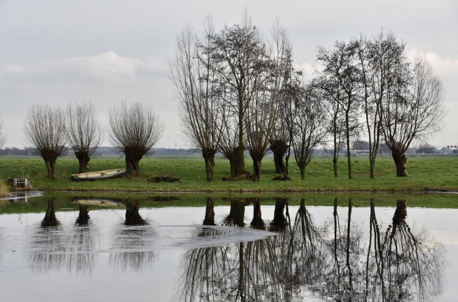 Knotwilgen - Planten - 