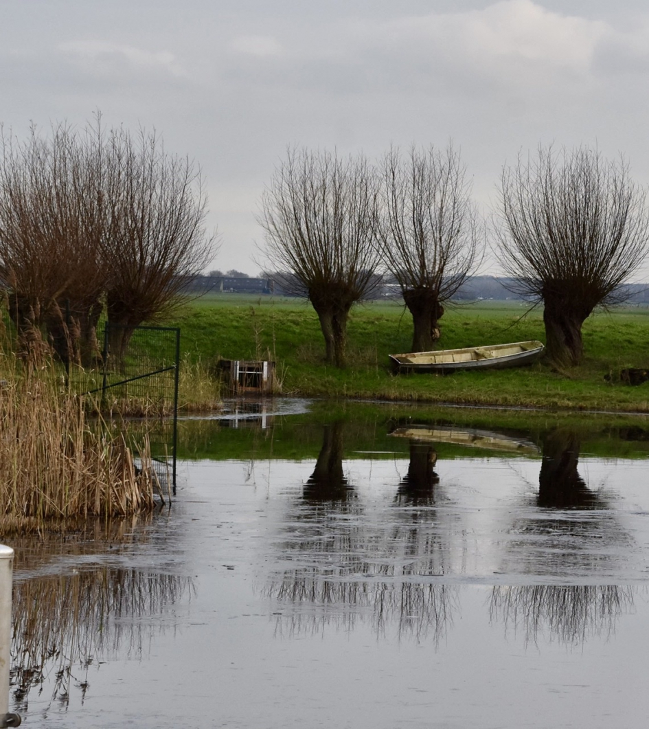 Knotwilgen - Planten - 