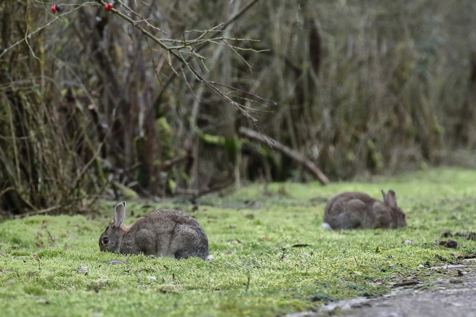 konijnenlaantje - Zoogdieren - konijn