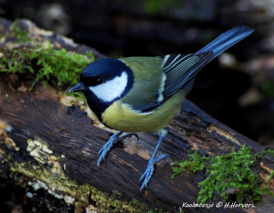 Koolmeesje - Vogels - Koolmeesje