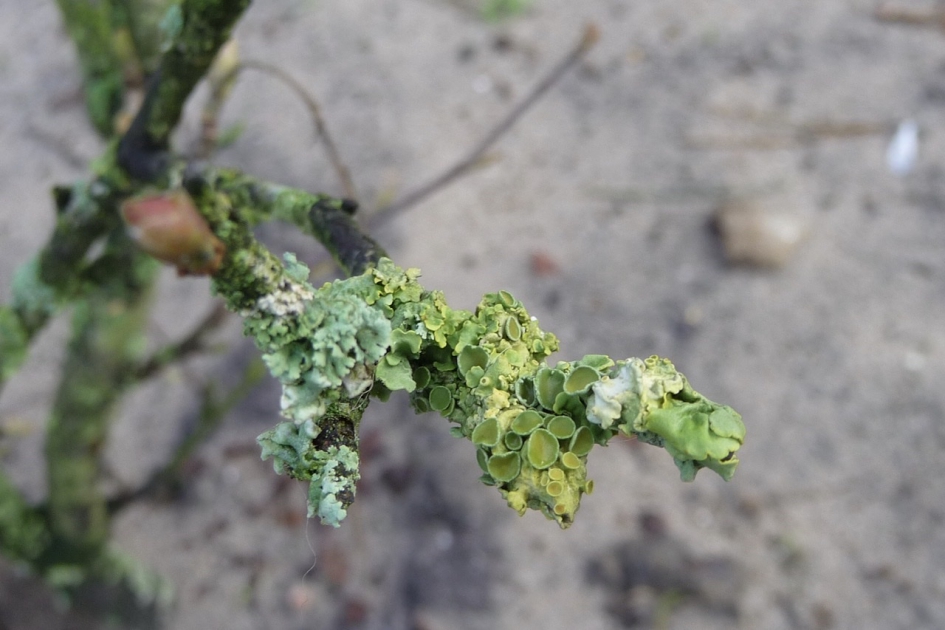 Groot dooiermos - Schimmels - 