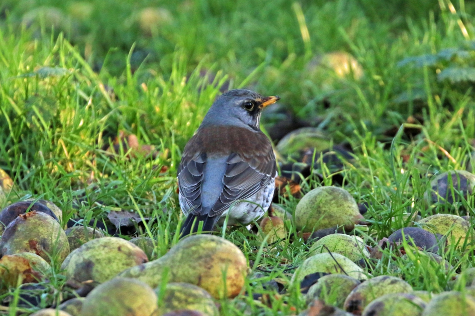 Kramsvogel - Vogels - 