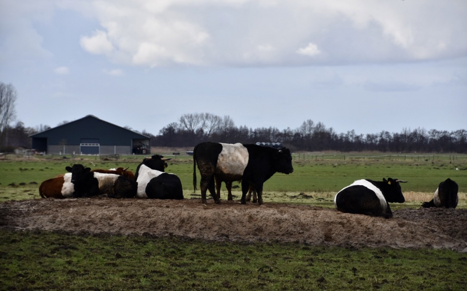 Lakenvelders(3) - Zoogdieren - 