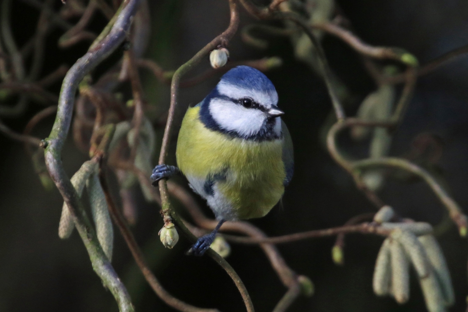 Lichtpuntje op deze sombere dag. - Vogels - Pimpelmees