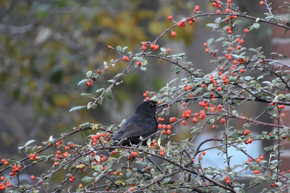 Merel tussen de bessen - Vogels - 