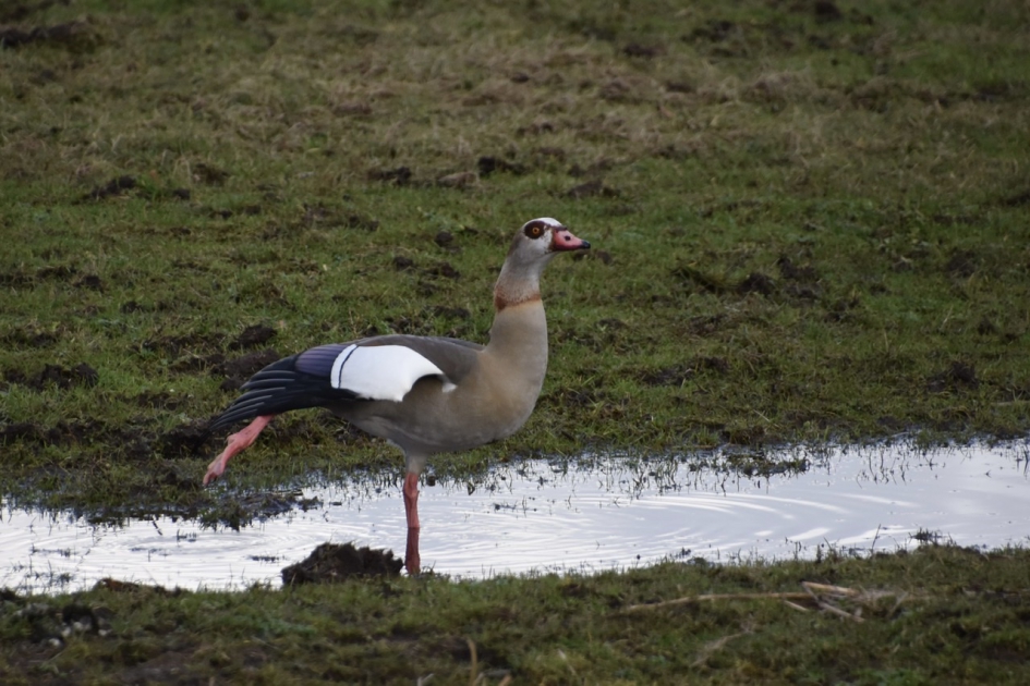 Mevrouw nijlgans.... - Vogels - 