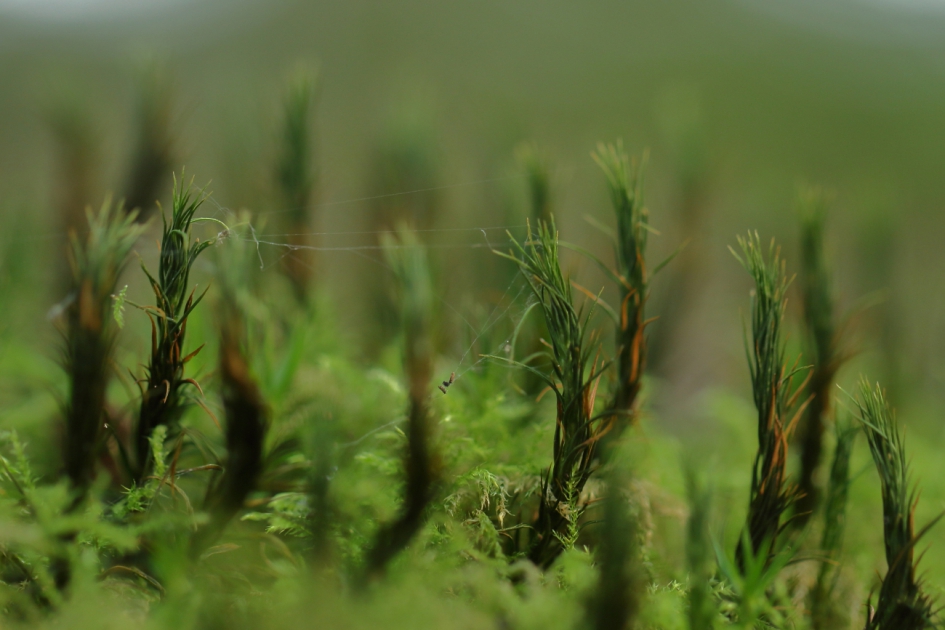mini-bos - Planten - gewoon haarmos