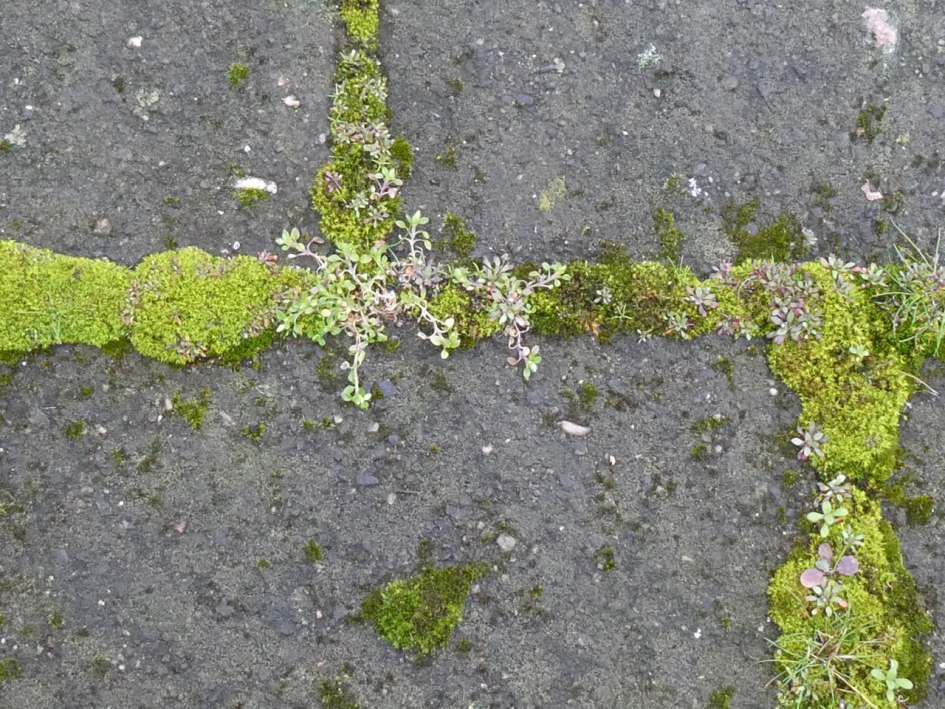 Mos in de voegen van de stoep - Planten - 