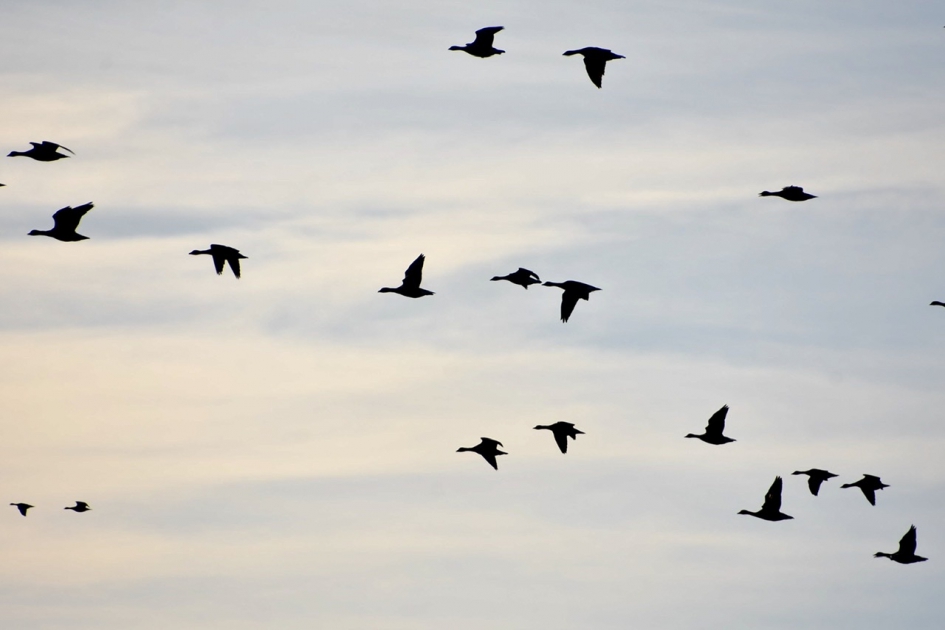 We vliegen niet gelijk... - Vogels - 