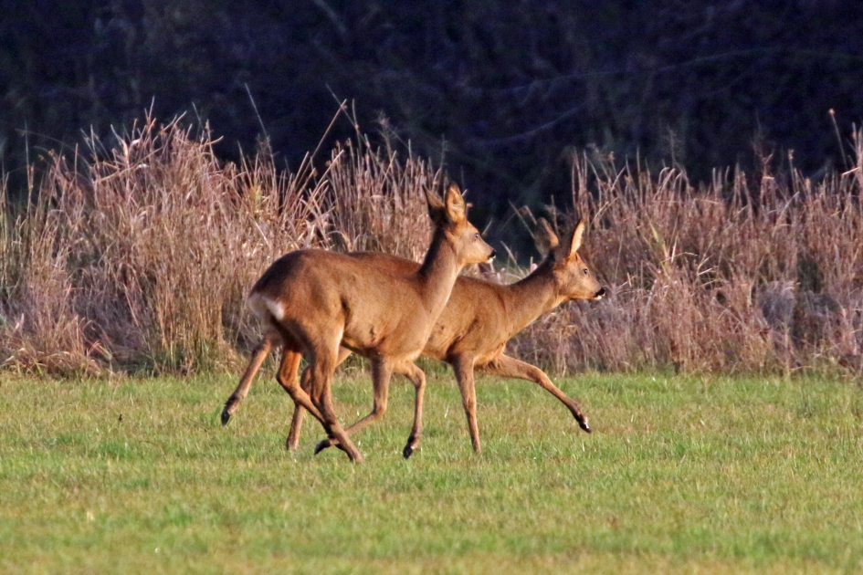 Reeën (2) - Zoogdieren - 