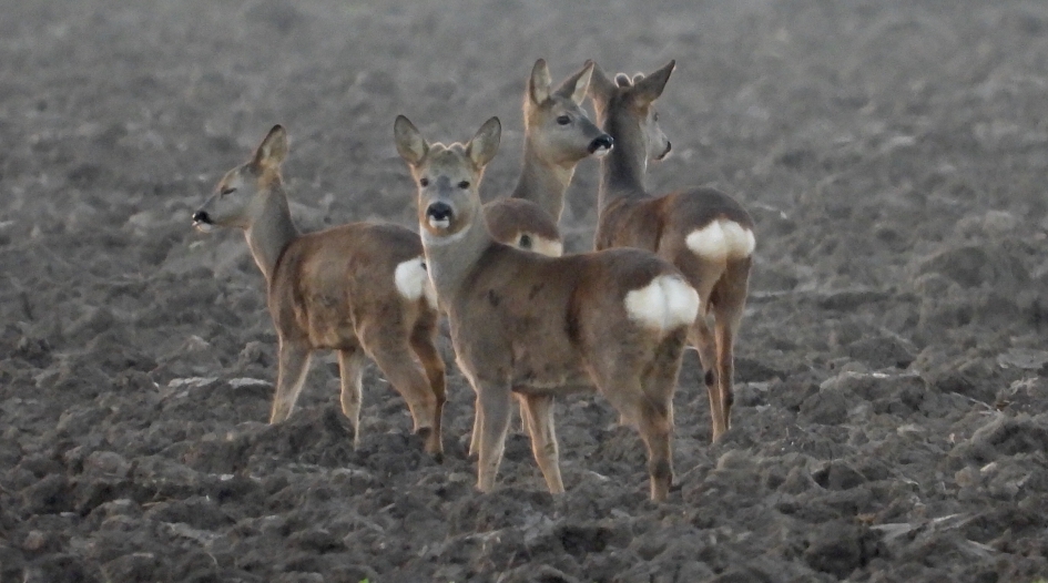 Reeën op het land - Zoogdieren - Ree