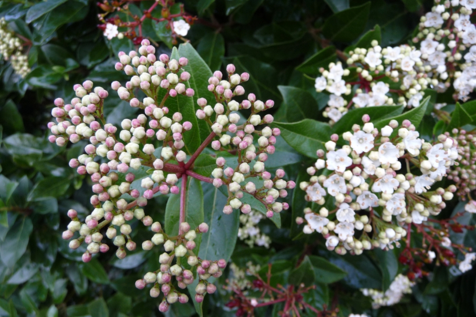 Viburnum - Planten - 