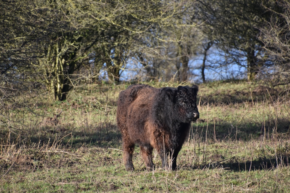 Verdwaald - Zoogdieren - 