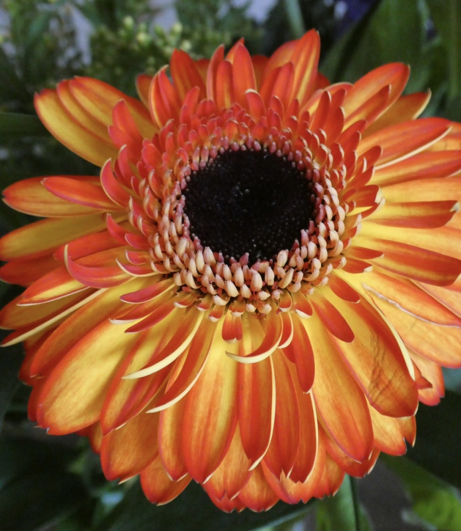 Misschien ook een gerbera - Planten - 