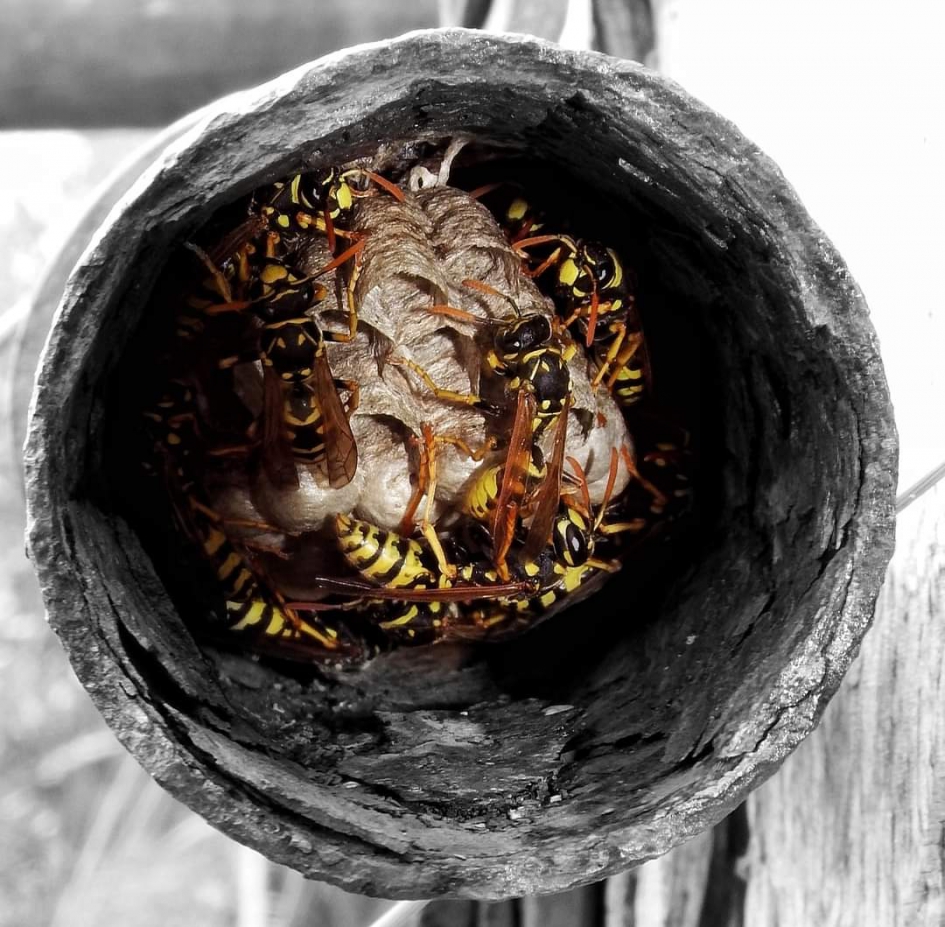 Nest Franse veldwesp - Geleedpotigen - Franse veldwesp