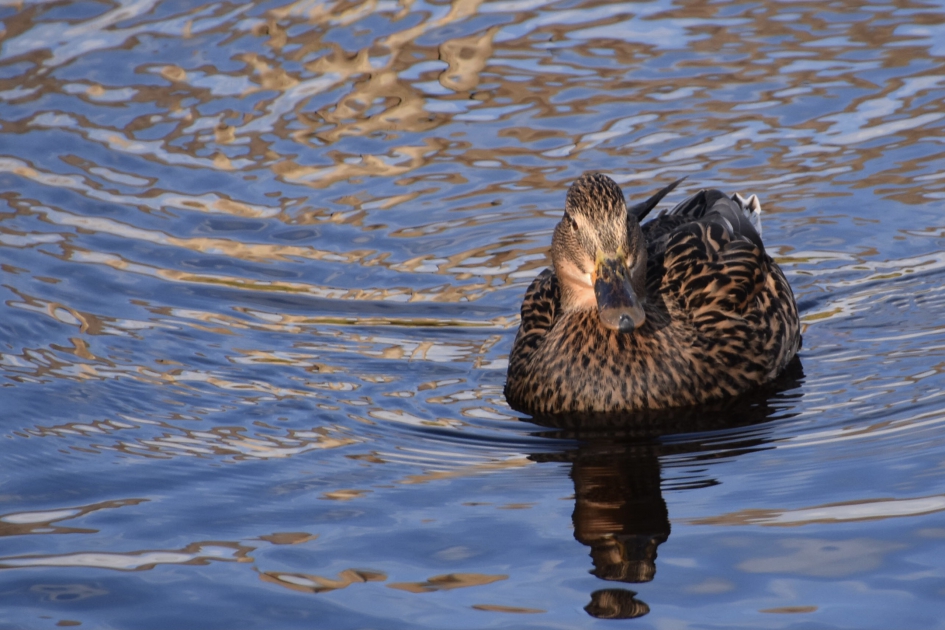 Nieuwsgierig - Vogels - 