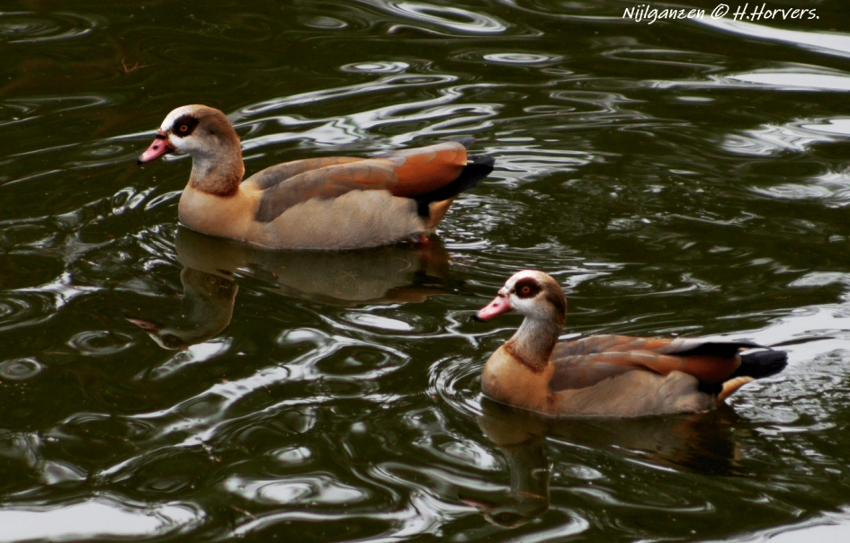 Nijlganzen - Vogels - Nijlganzen