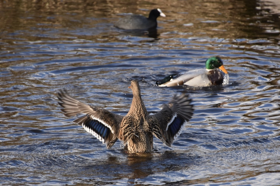 Nog even wapperen - Vogels - 