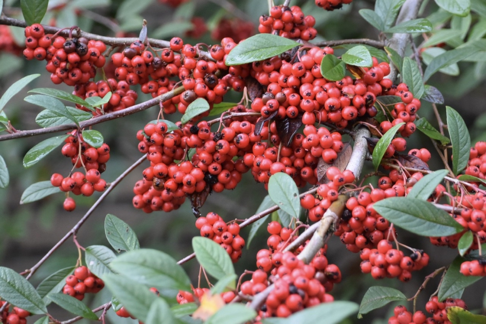 Nog vol bessen dit weekend - Planten - 