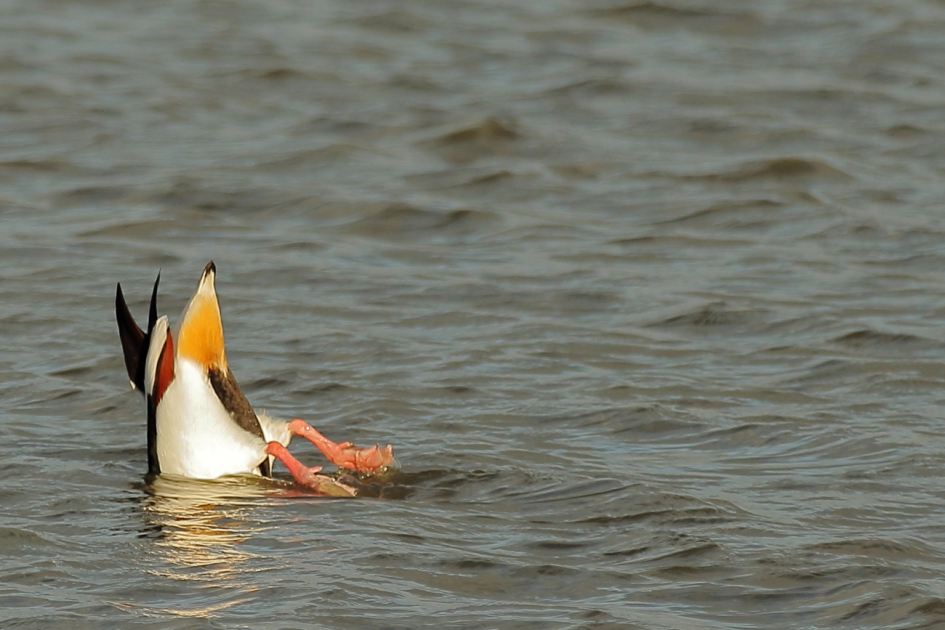 ondersteboven - Vogels - bergeend