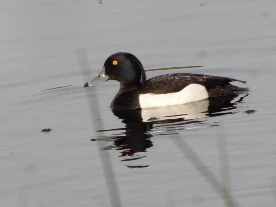 Onderweg - Vogels - Kuifeend