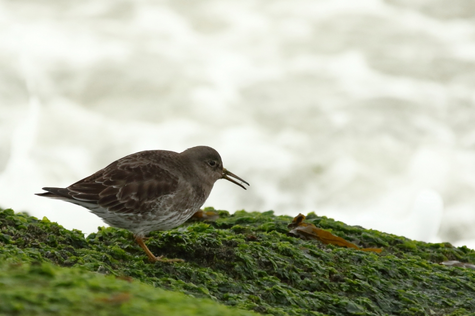 Onverwachte variaties - Vogels - paarse strandloper
