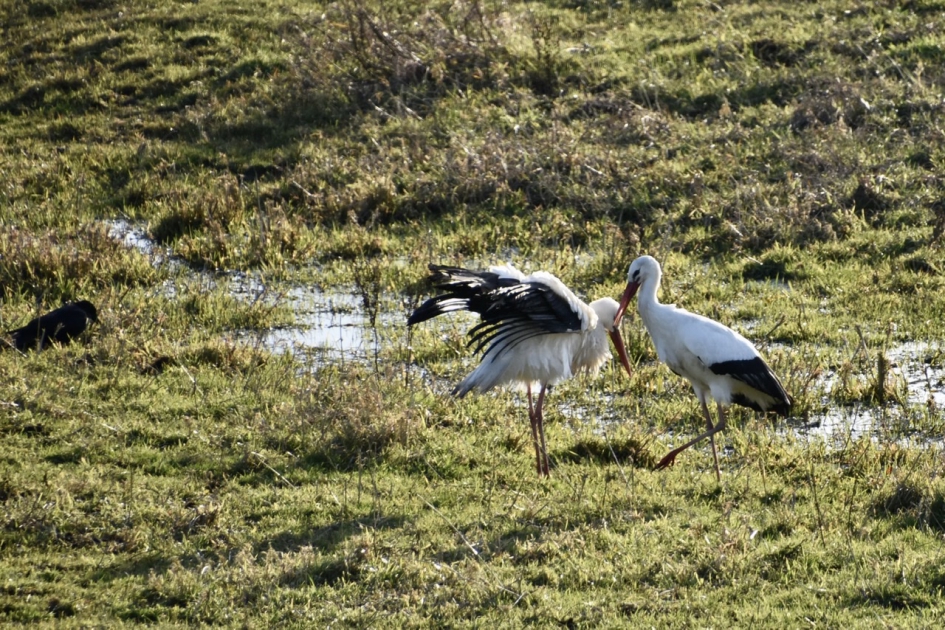 Ooievaars - Vogels - 