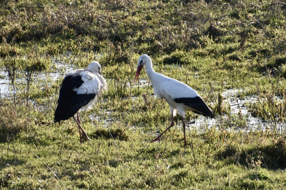 Ooievaars - Vogels - 