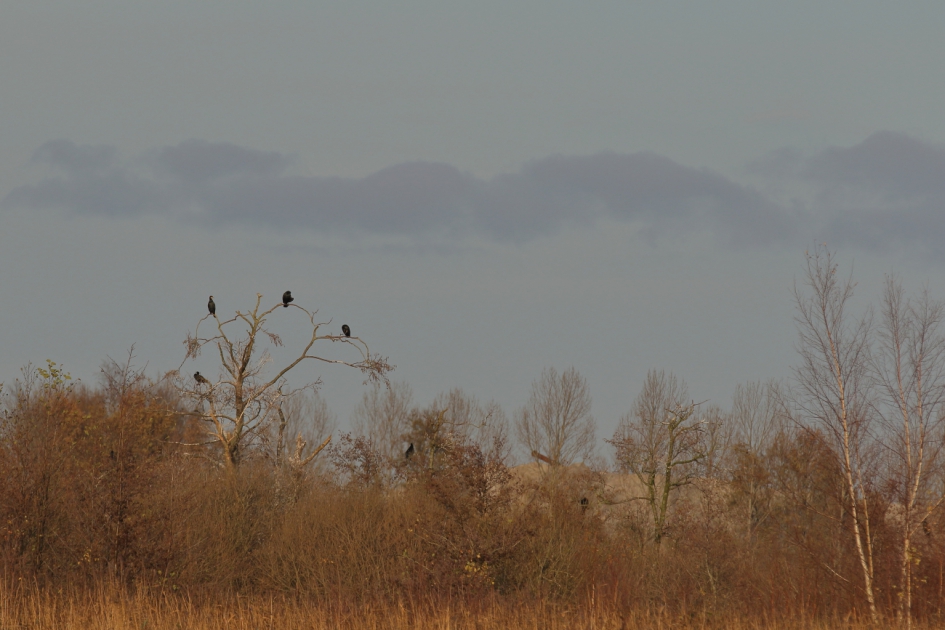 op gepaste afstand - Vogels - aalscholver