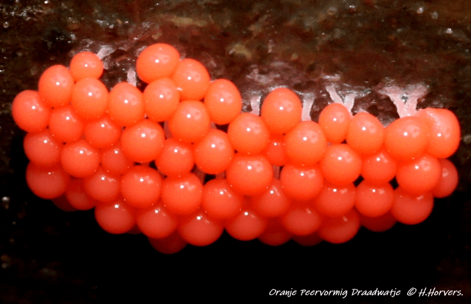 Oranje Peervormig Draadwatje - Schimmels - Oranje Peervormig Draadwatje
