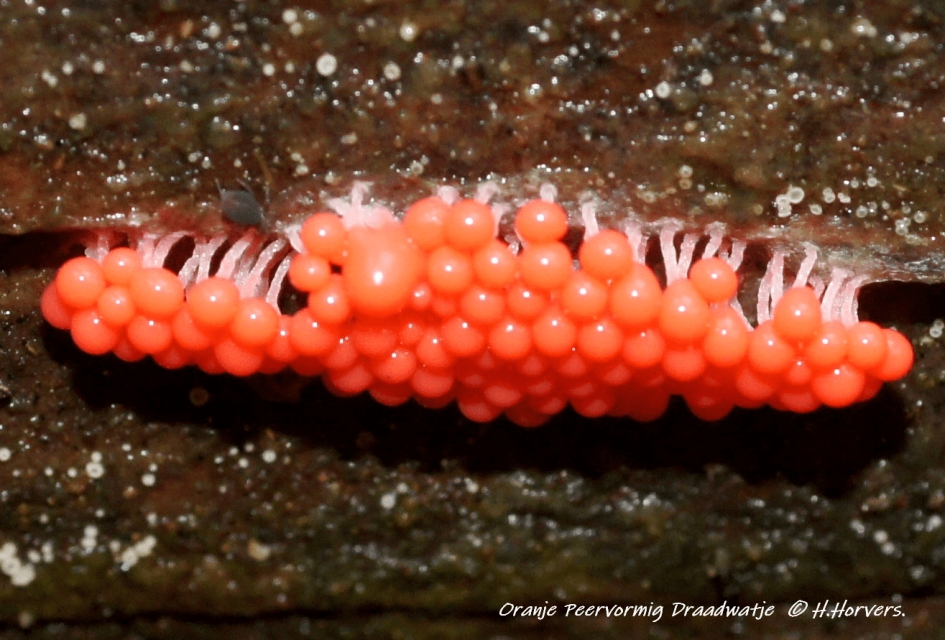 Oranje Peervormig Draadwatje - Schimmels - Oranje Peervormig Draadwatje