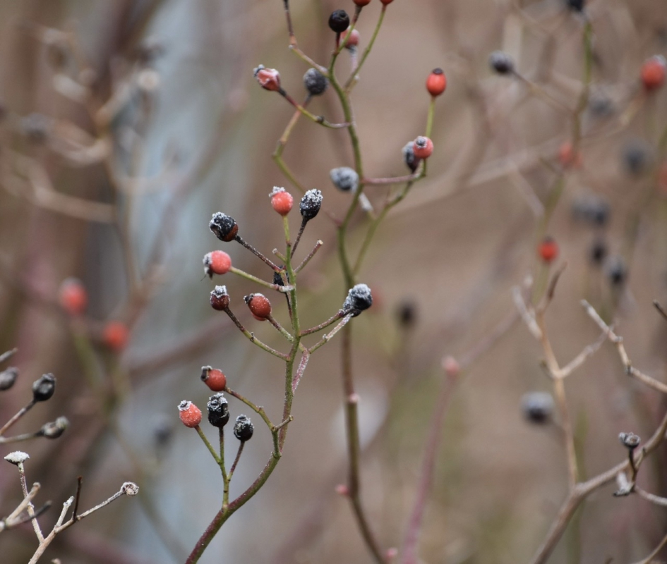 Oude besjes na een vorst nachtje - Planten - 