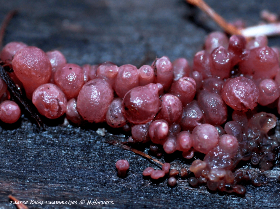 Paarse Knoopzwammetjes. - Schimmels - Paarse Knoopzwammetjes.