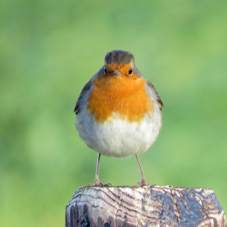 Parmantig roodborstje