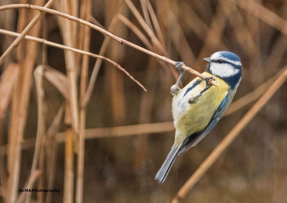 Pimpelmees. - Vogels - Pimpelmees.