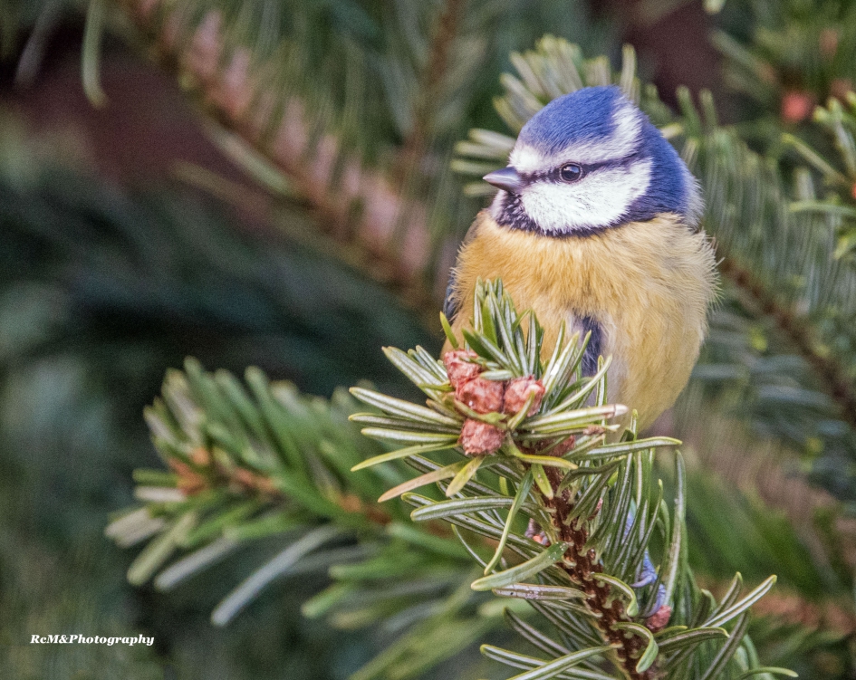 Pimpelmees. - Vogels - Pimpelmees.
